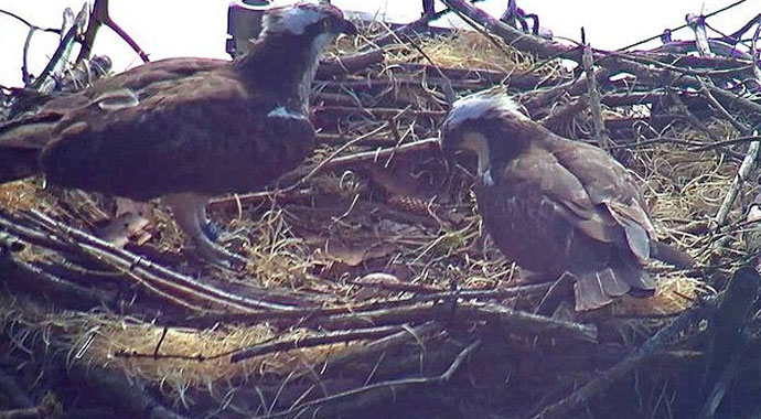 Koruma altındaki kuşların yuvasını yıktılar! Polis, failleri arıyor