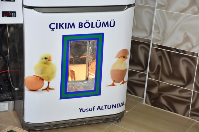 Hurdadan 50 liraya aldığı buzdolabını, kuluçka makinesine dönüştürdü