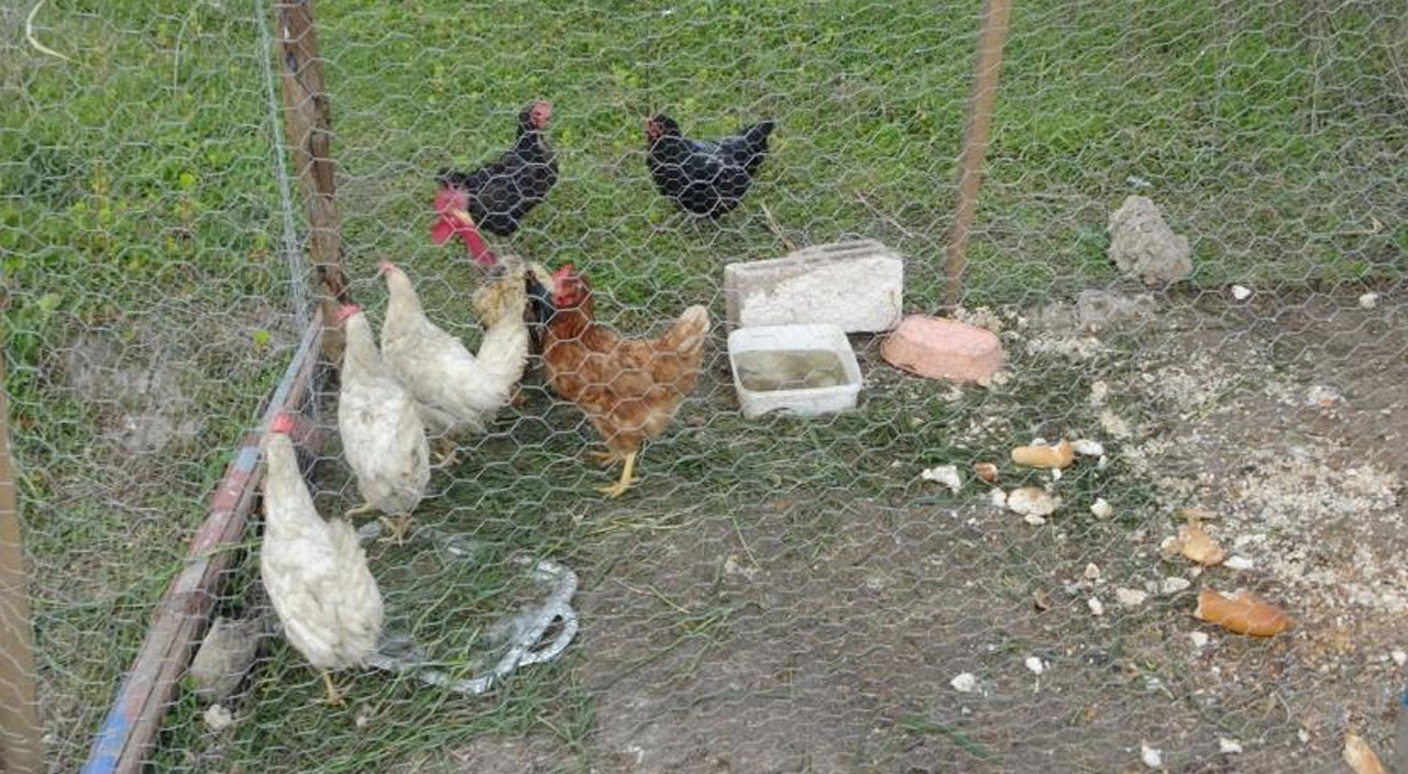 Sahibinin kesmek istediği horoz 'Anne' diye bağırdı, kesilmekten kurtuldu