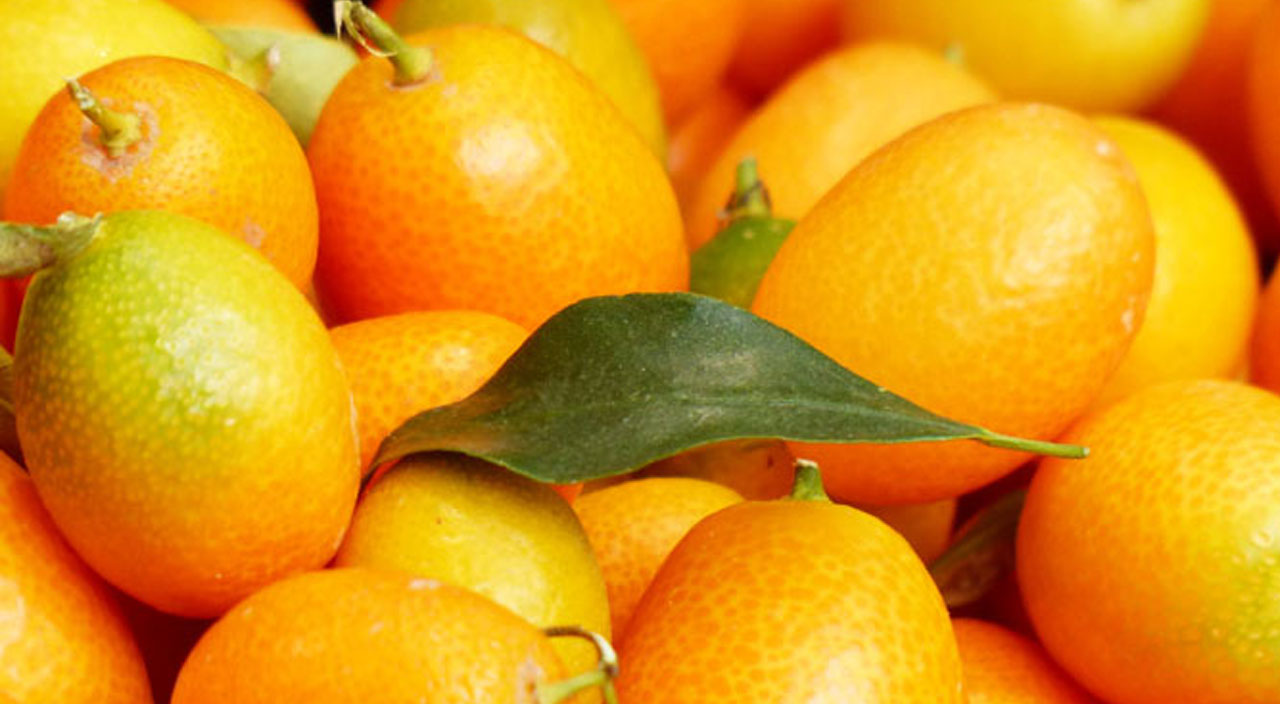 C vitamini deposu kamkat hastalıklardan koruyor C vitamini deposu kamkat hastalıklardan koruyor