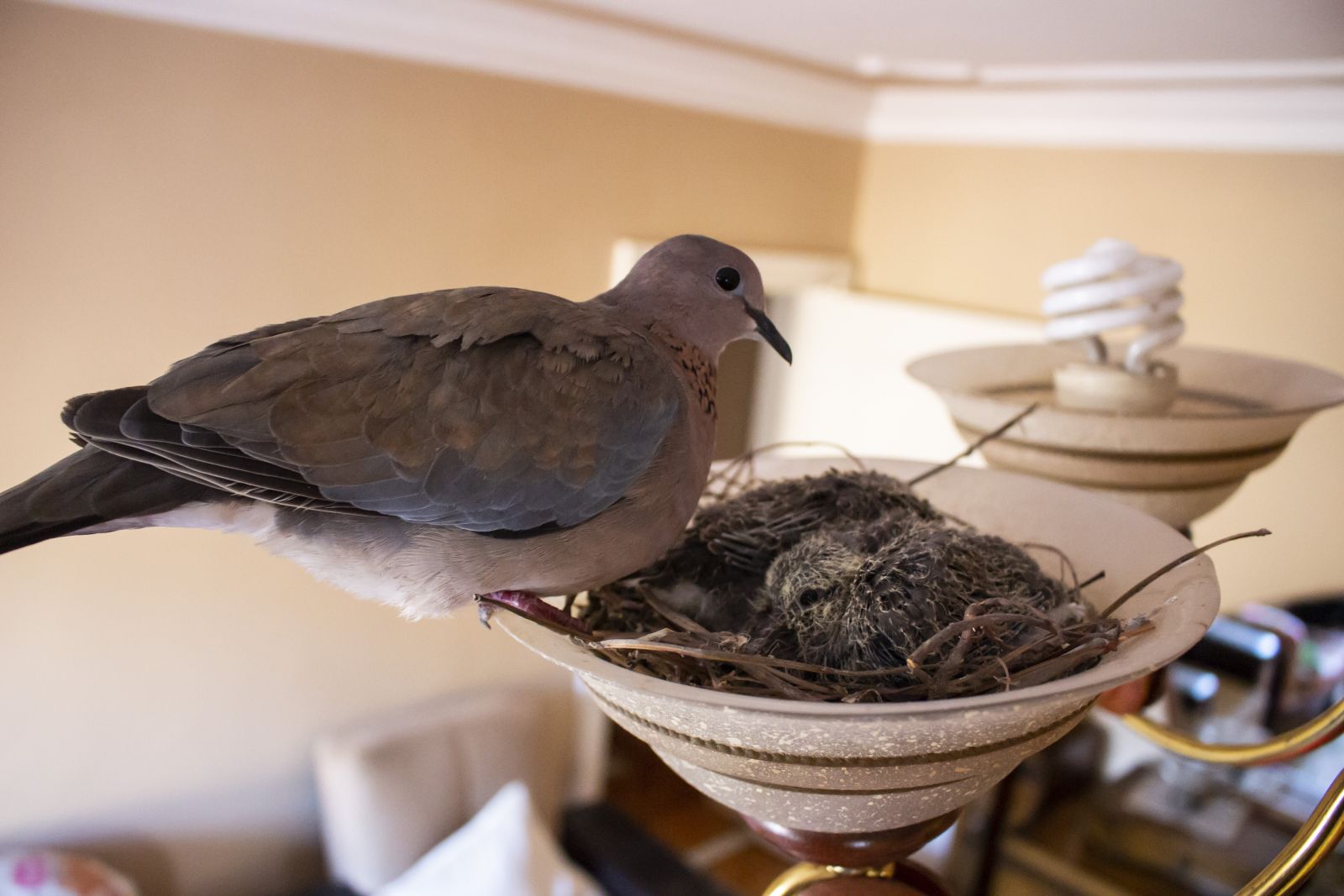 Kuşlar oturma odasının avizesine yuva yaptı