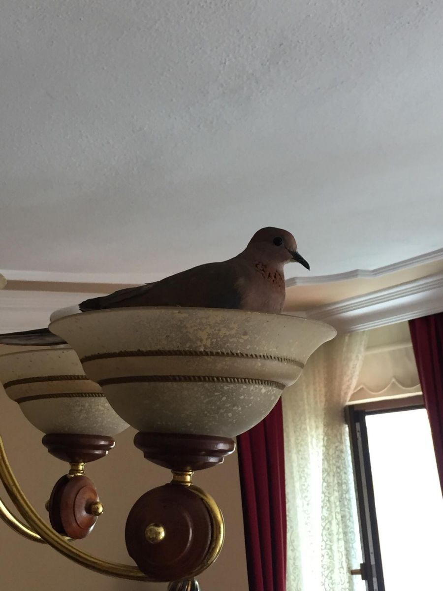 Kuşlar oturma odasının avizesine yuva yaptı