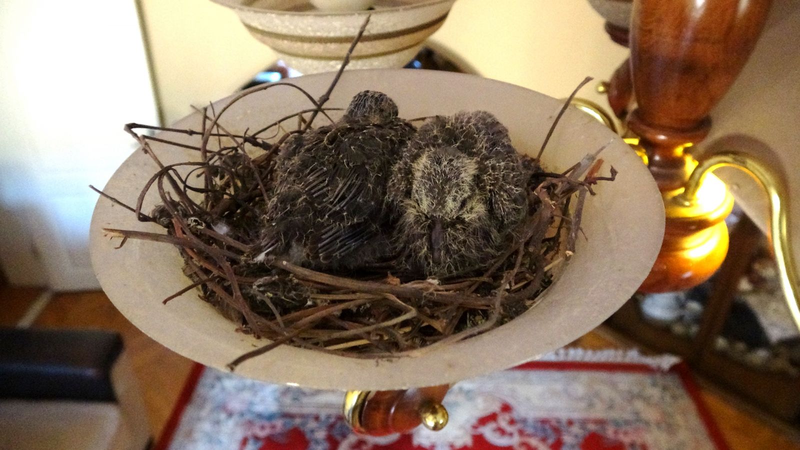 Kuşlar oturma odasının avizesine yuva yaptı