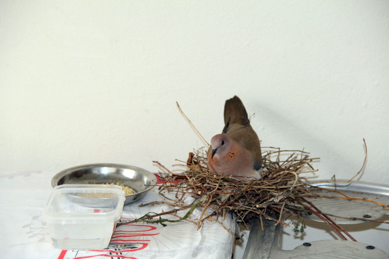 Kumru ütü masasına yuva yaptı! ‘Bu işte bir hayır vardır’ deyip gözlerini oradan ayırmıyorlar