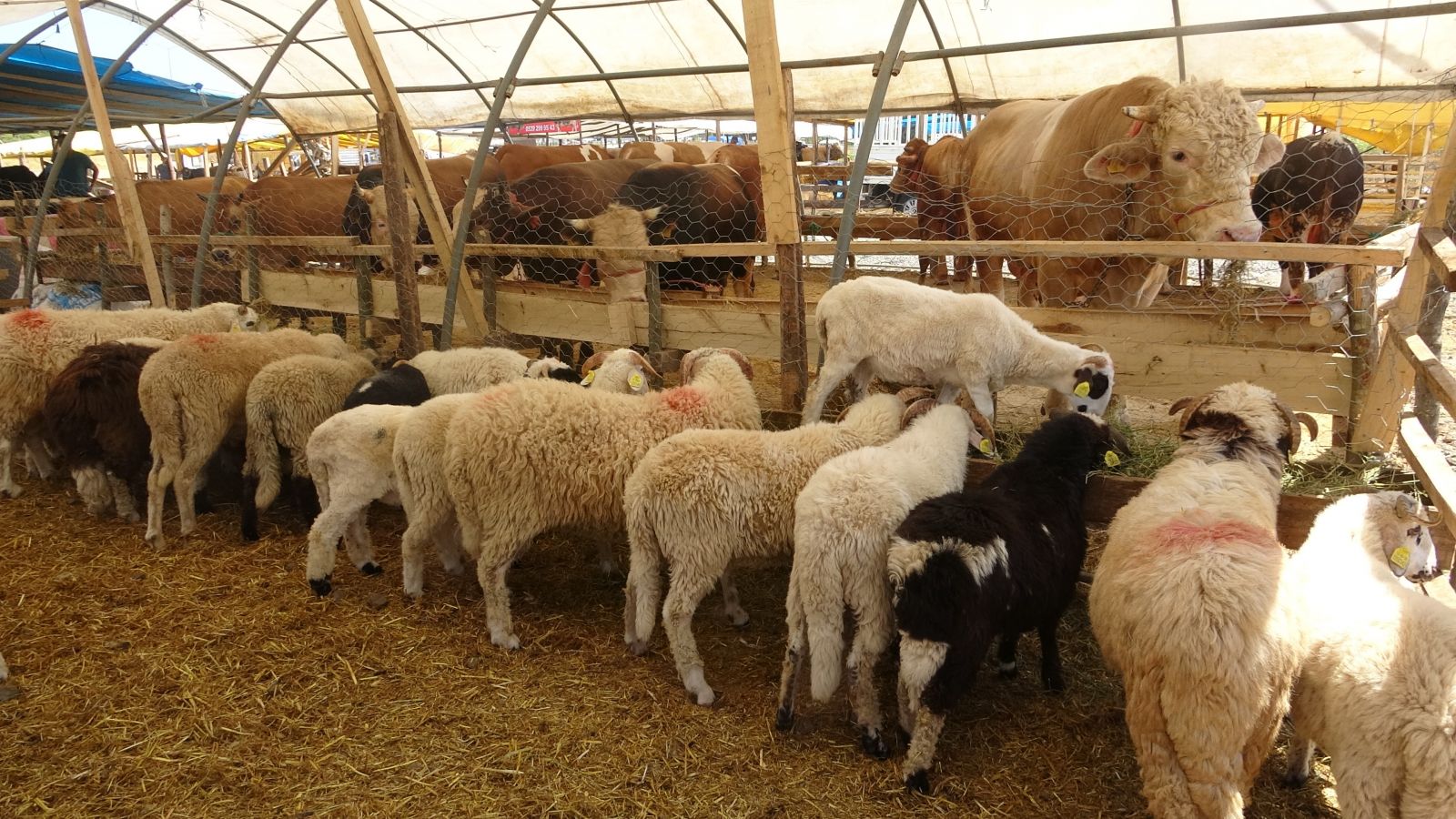 Bayrama bir hafta kala kurbanlıkların yarısı satıldı