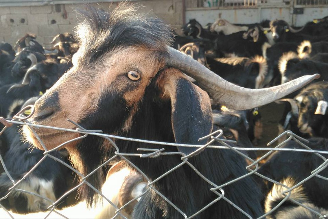 2017 Kurban fiyatları ne kadar, Kaç TL? İşte Küçükbaş ve Büyükbaş kurban fiyatları...