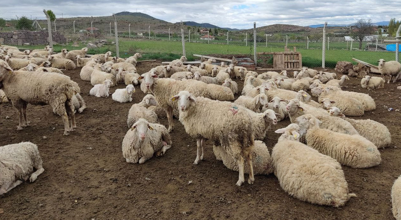 Kurbanlık fiyatları belli oldu! Büyükbaş 70'i gördü, küçükbaş 4 bin lira (2022 kurbanlık fiyatları)