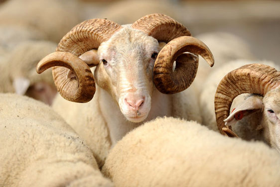 Çalışanlar 2017'de kaç gün tatil yapacak? (2017 yılı resmi tatil günleri)