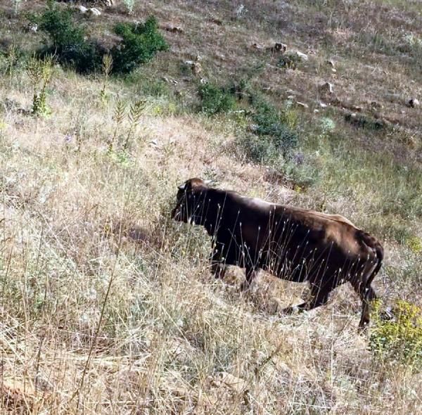 Kurban Bayramı'nda kaçan boğa yeni bulundu