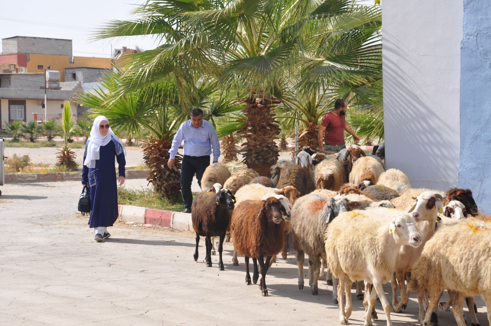 Mehmetçik için sınırda 50 kurban kesildi