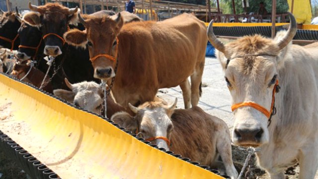 E-kurban yoğun talep görüyor