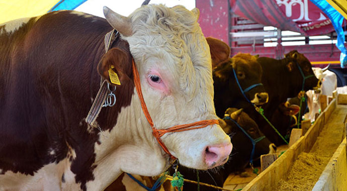 Kimler Kurban Kesmekle Yükümlüdür? Kurban Kesmek Kimlere Vaciptir?