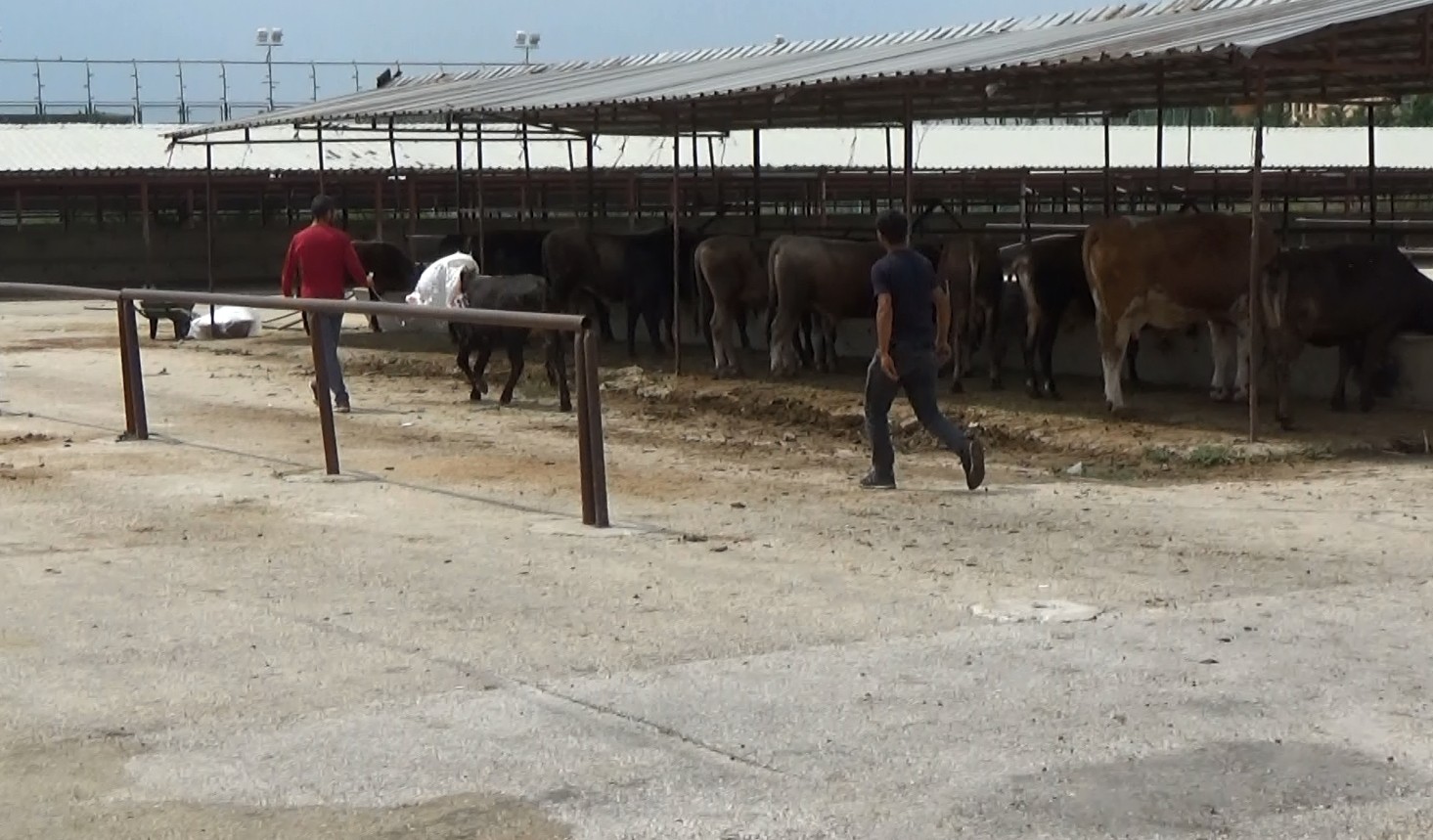Kurbanlıklar gelmeye başladı