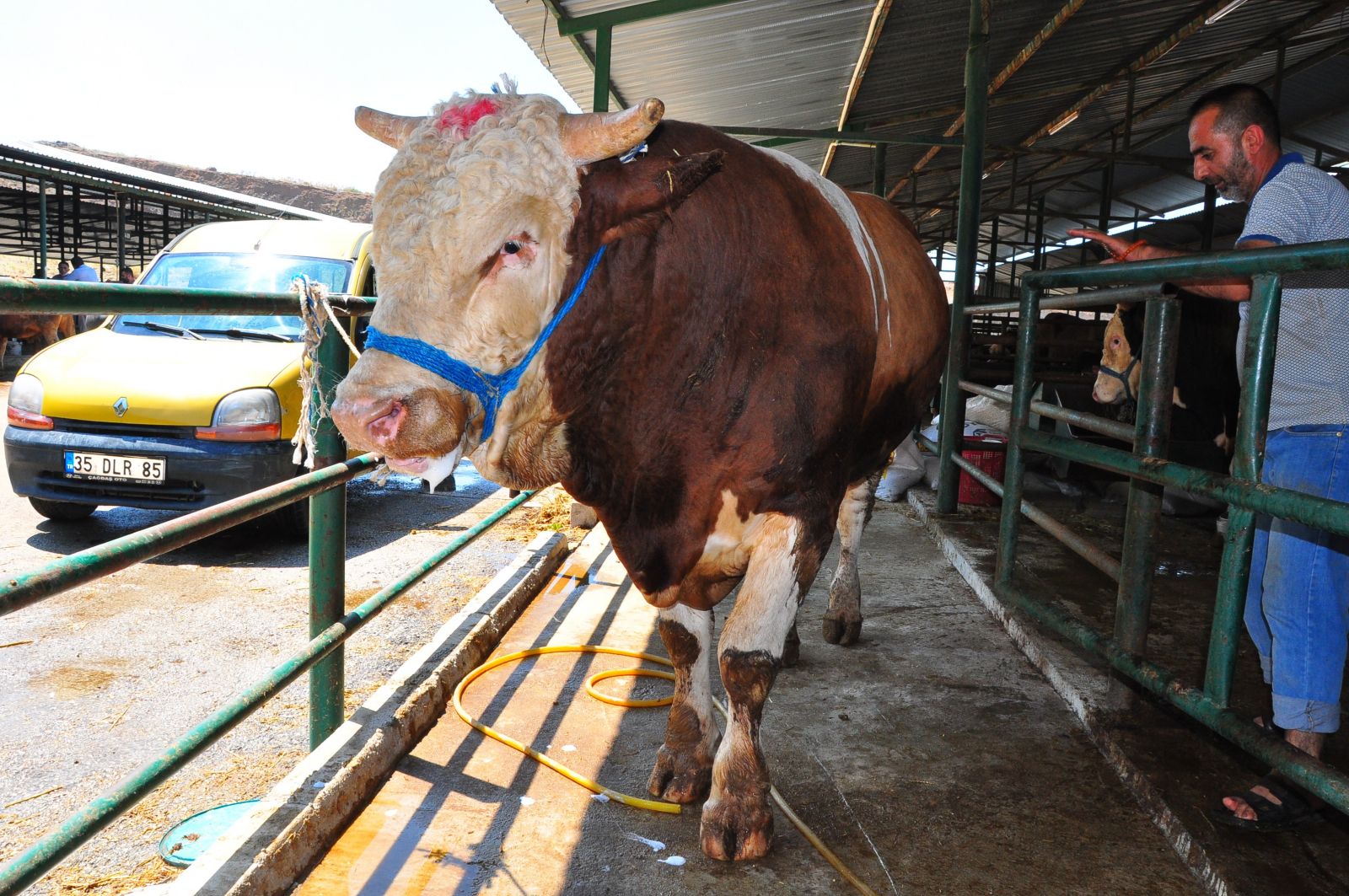 Kurbanlık tosun 35 bin liraya alıcısını bekliyor