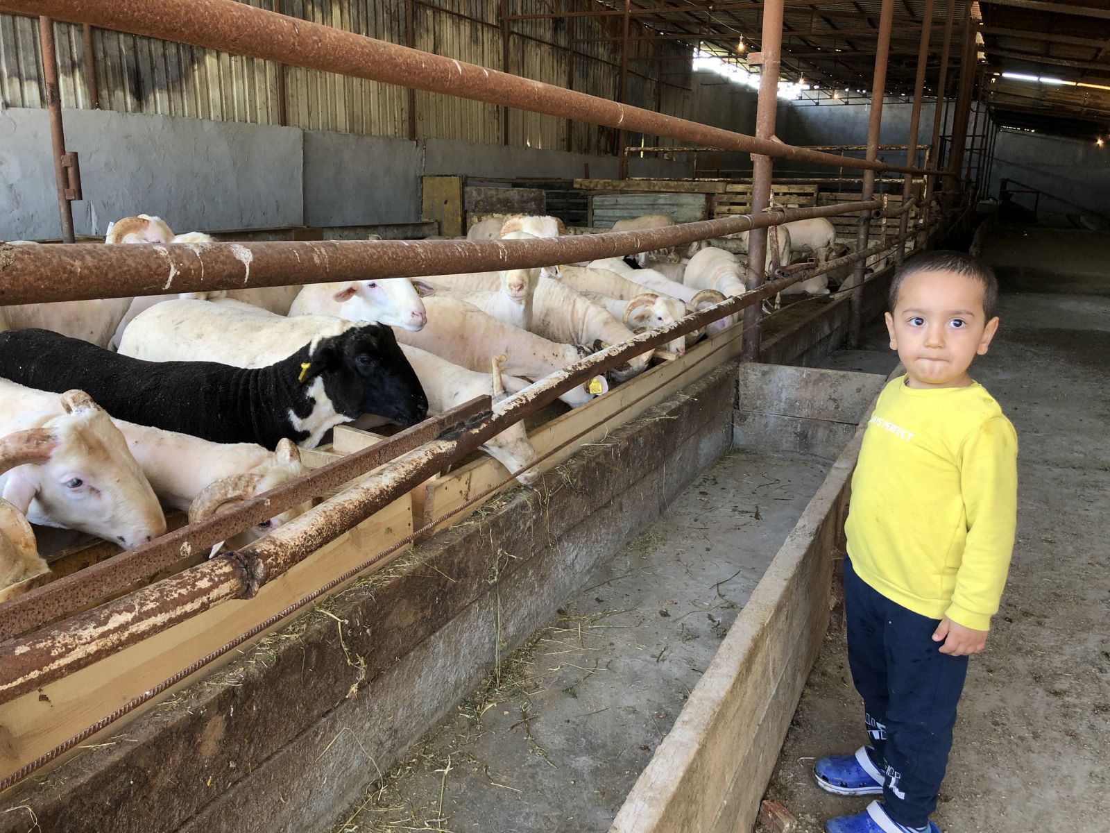 Kurban telaşı başladı, koçlar danalar görücüye çıktı
