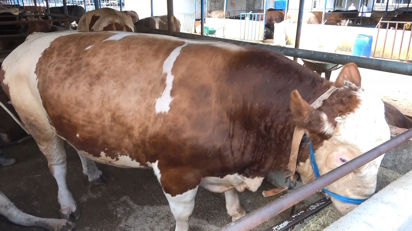 Otomobil fiyatına 1 ton 250 kiloluk kurbanlık