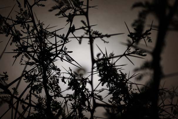 Dikenden kürdan üretiyor!