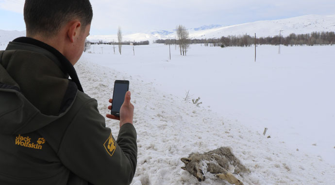Sivas’ın ayazı koca kurdu dondurdu