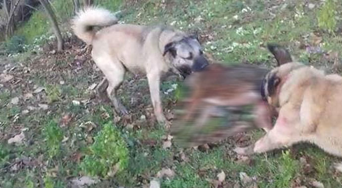 Yolunu şaşırıp köye inen kurdu, Kangal köpekleri telef etti