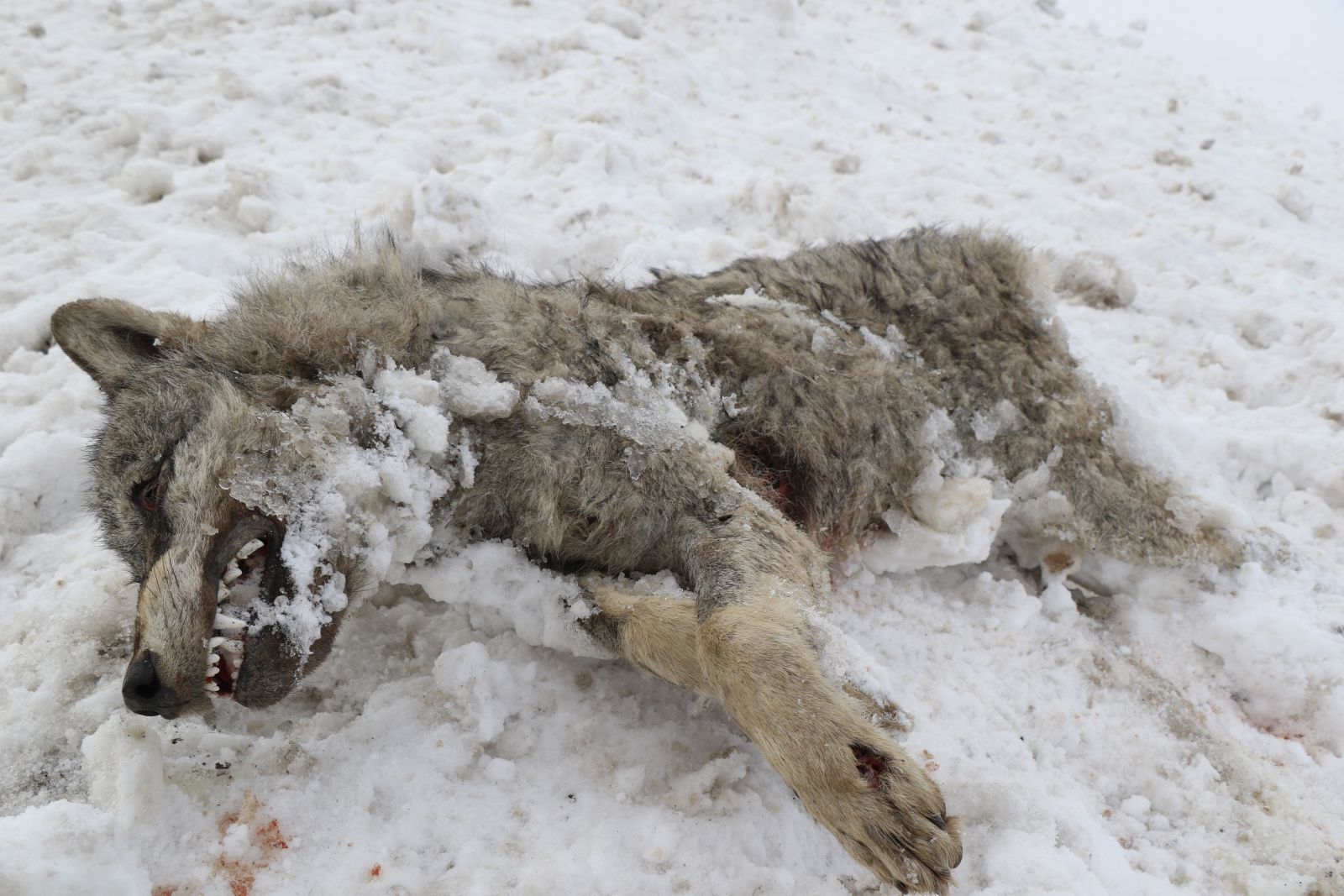 Sivas’ın ayazı koca kurdu dondurdu