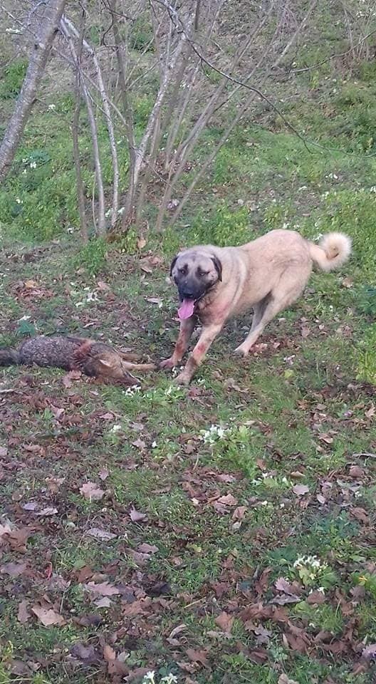 Yolunu şaşırıp köye inen kurdu, Kangal köpekleri telef etti