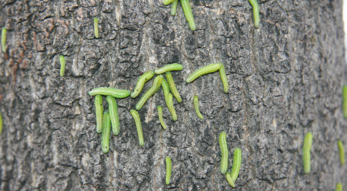Ağaçları ve kaldırımı kurtlar bastı, yayalar koşarak geçiyor