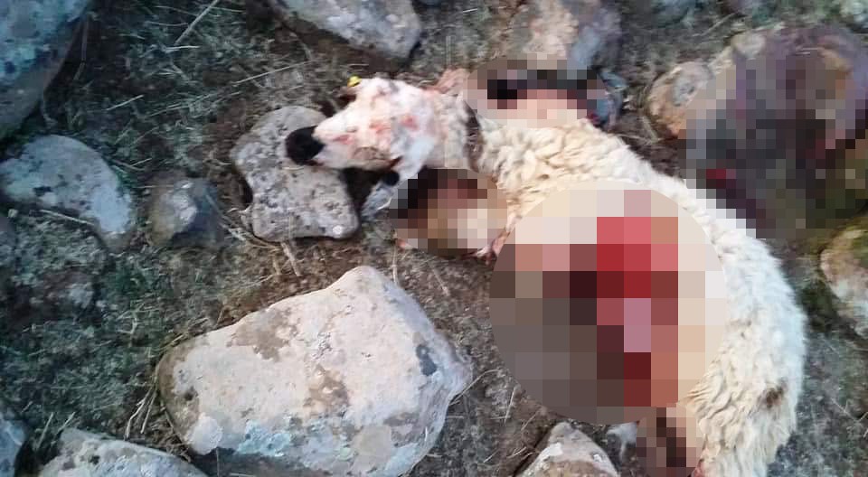 Diyarbakır'da kurtlar sürüye daldı, 20 koyun telef oldu!