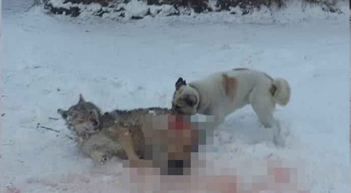 Kahraman köpek! Köye inen kurt sürüsüne tek başına direndi