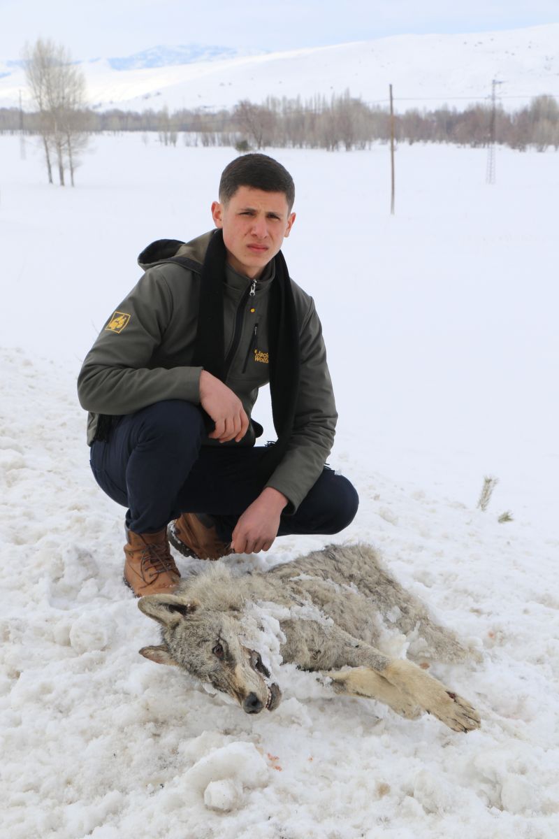 Sivas’ın ayazı koca kurdu dondurdu