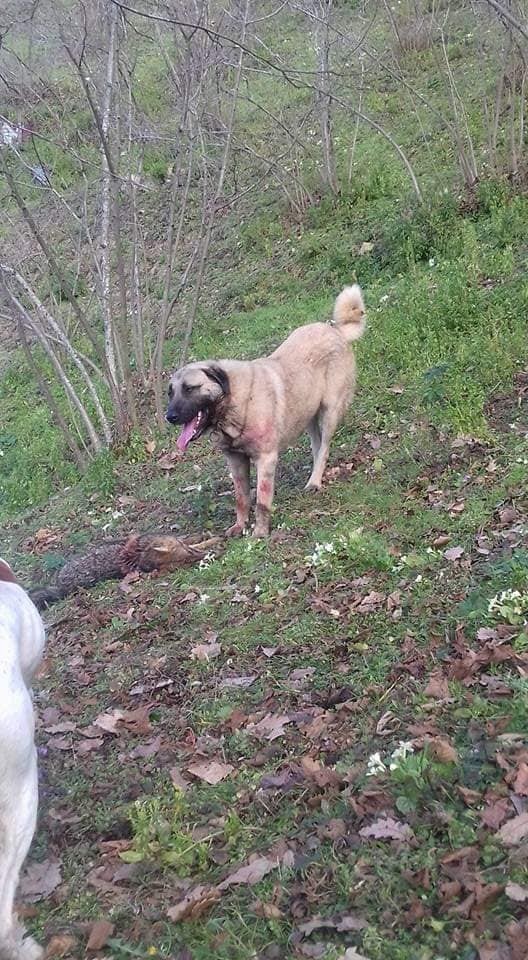 Yolunu şaşırıp köye inen kurdu, Kangal köpekleri telef etti