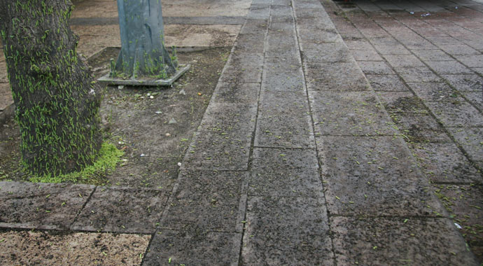 Ağaçları ve kaldırımı kurtlar bastı, yayalar koşarak geçiyor