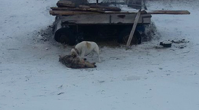 Kahraman köpek! Köye inen kurt sürüsüne tek başına direndi
