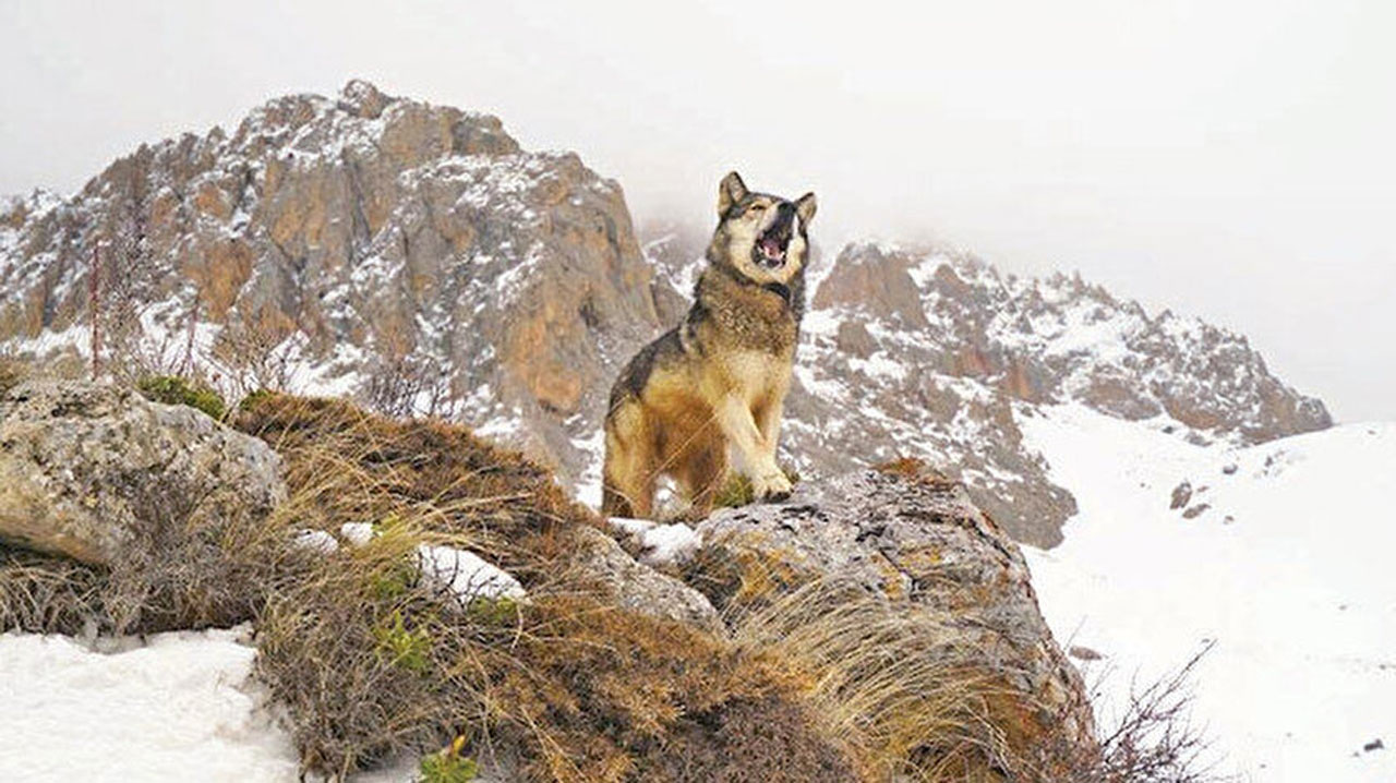 Bizi eşitlik değil adalet kurtaracak