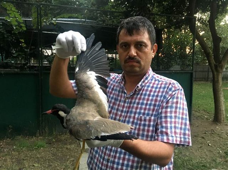 Türkiye’de nadir görülen kuşu vurdular
