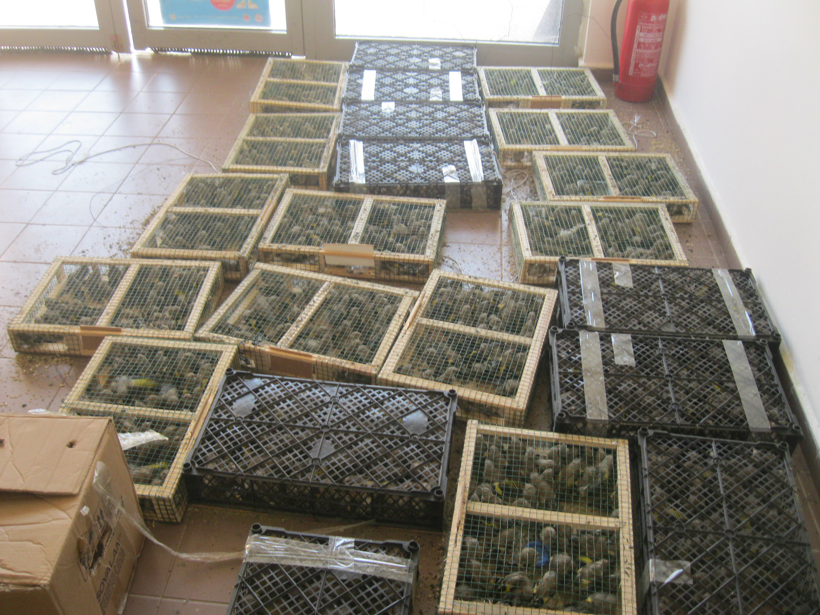 Kuş kaçakçısına 460 bin lira ceza