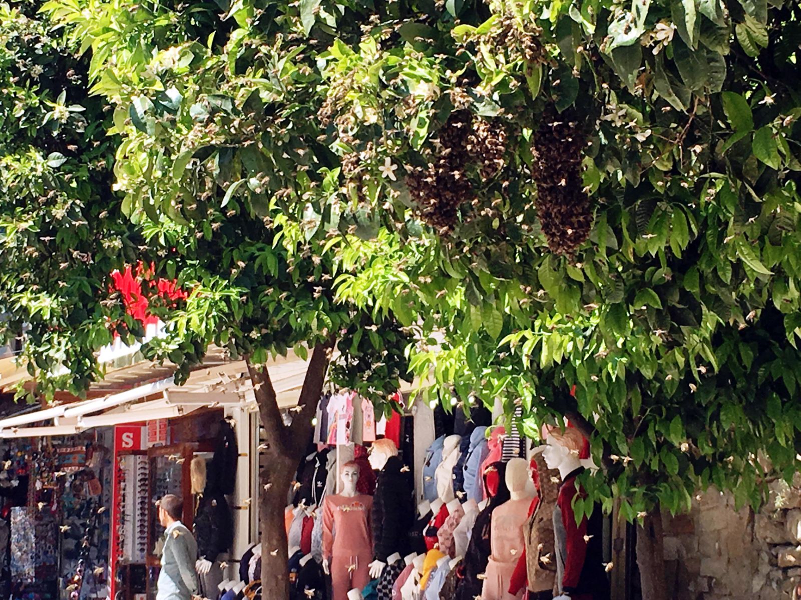 Kuşadası'nda tedirgin eden görüntü! Kimse yaklaştırılmadı...