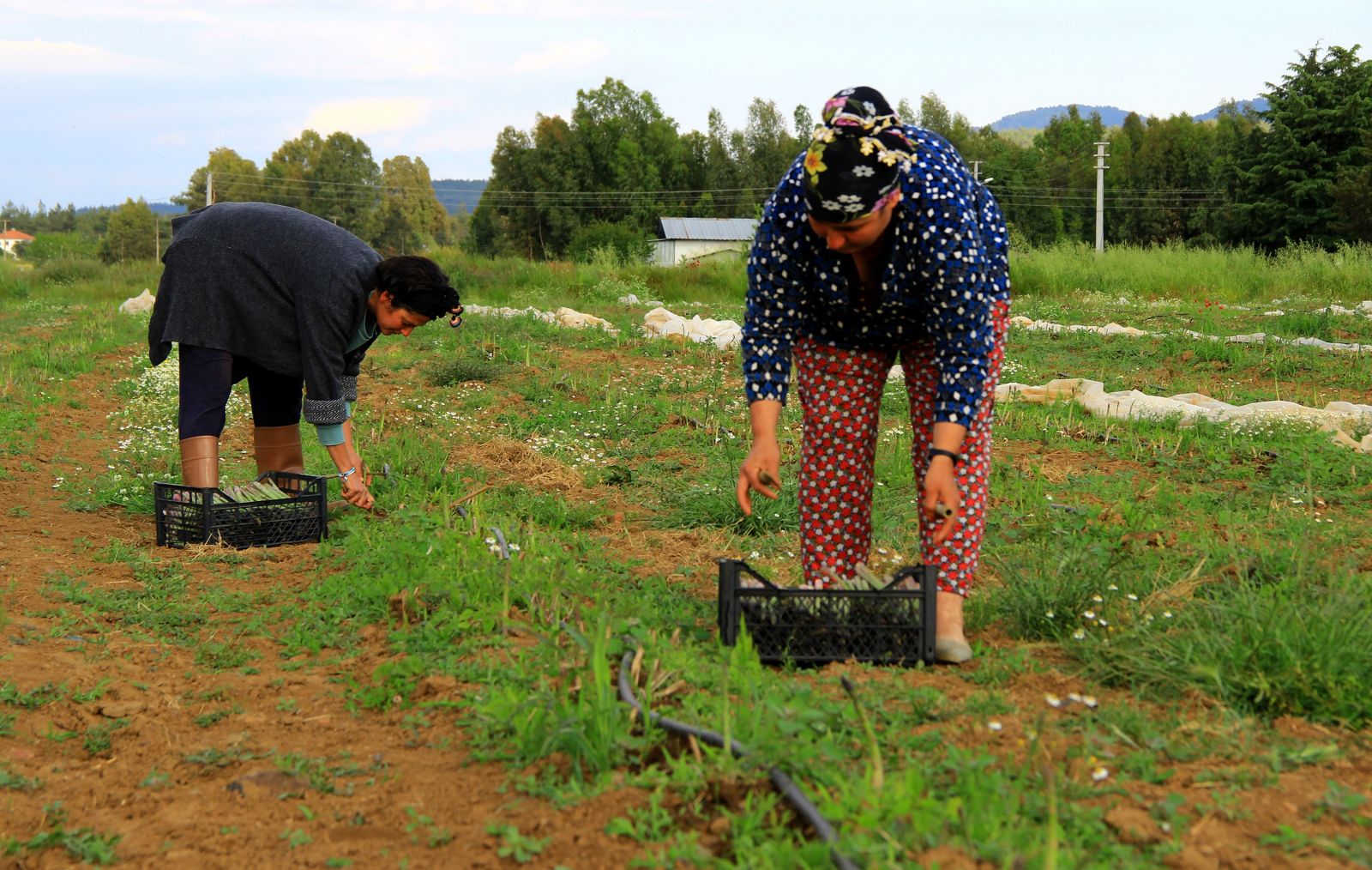 Kuşkonmaz için kariyerini bıraktı, şimdi taleplere yetişemiyor