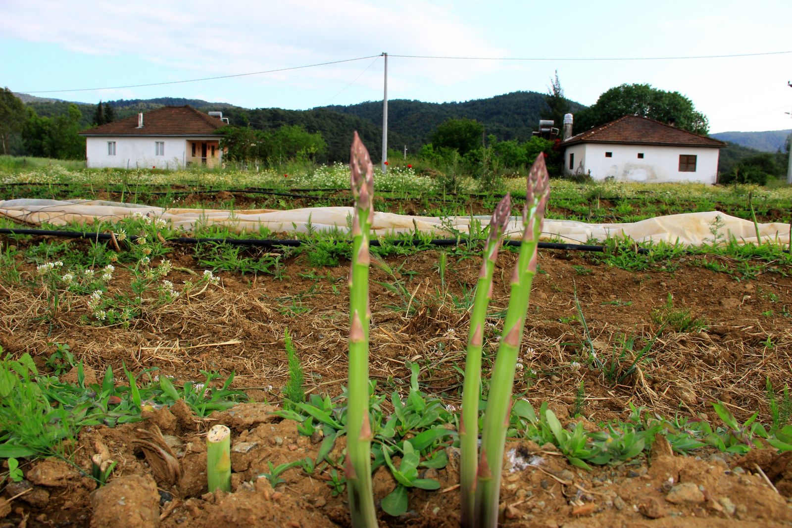 Kuşkonmaz için kariyerini bıraktı, şimdi taleplere yetişemiyor