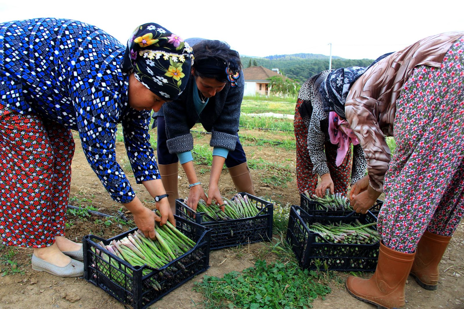 Kuşkonmaz için kariyerini bıraktı, şimdi taleplere yetişemiyor