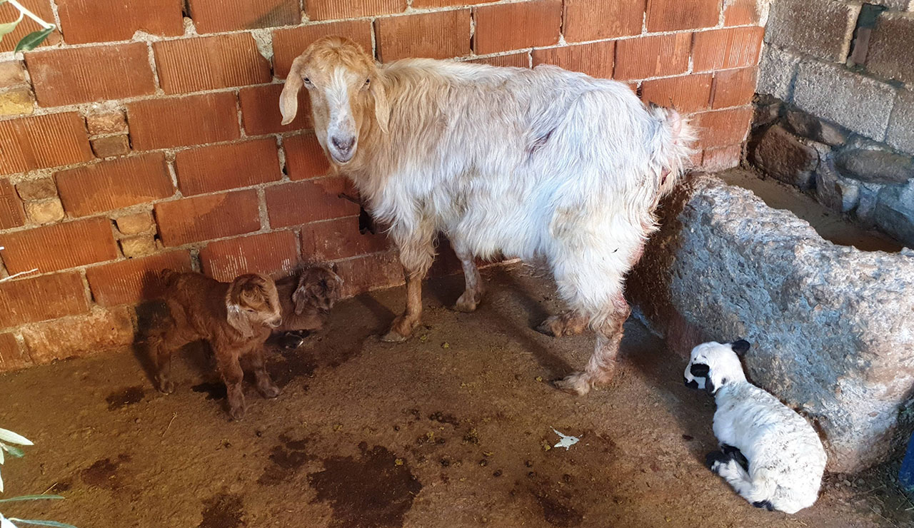 Görenler inanamadı: Keçi, iki oğlak bir kuzu doğurdu