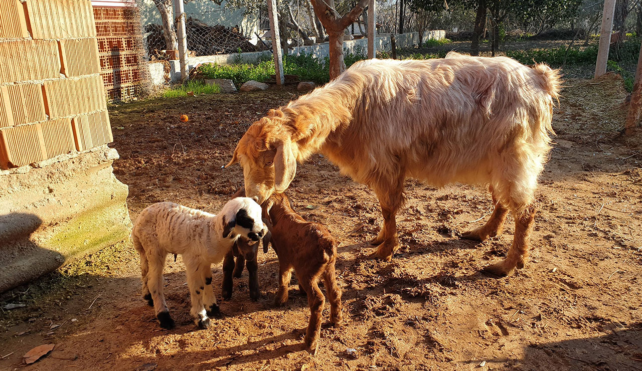 Görenler inanamadı: Keçi, iki oğlak bir kuzu doğurdu
