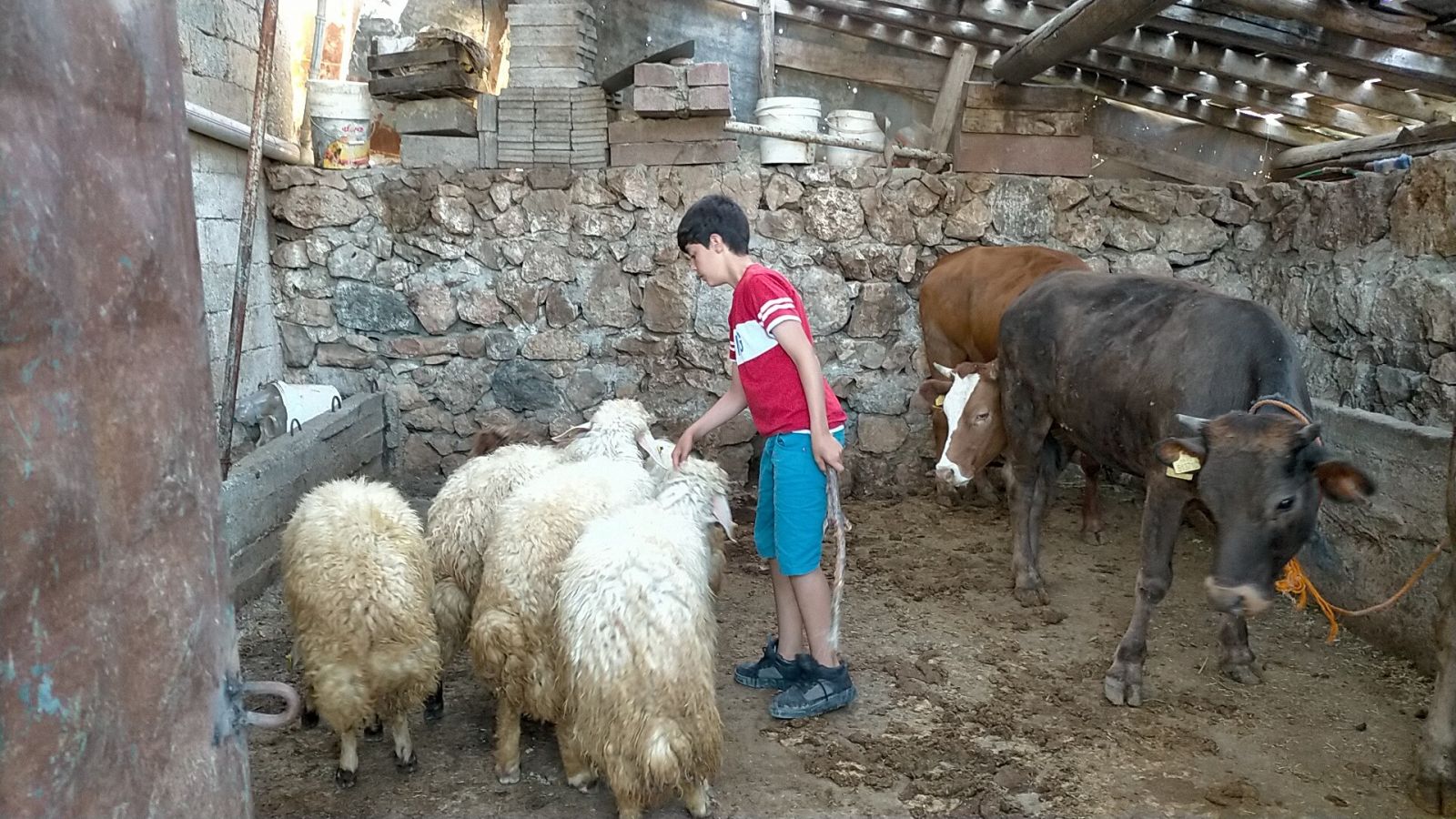 Ölen kuzusu için gözyaşları döken çocuğa, kaymakam kuzu hediye etti