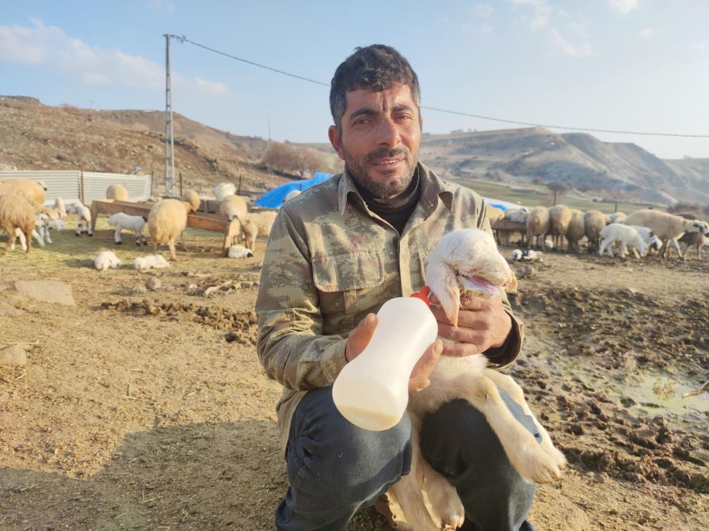 Ağzı kulağına kadar açık kuzu doğdu, biberonla beslenmeye başladı