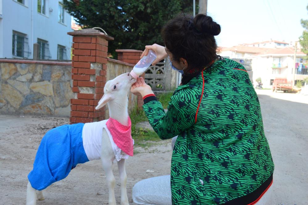 Altını bezlediği kuzusuyla alışverişe de gidiyor, sahile de