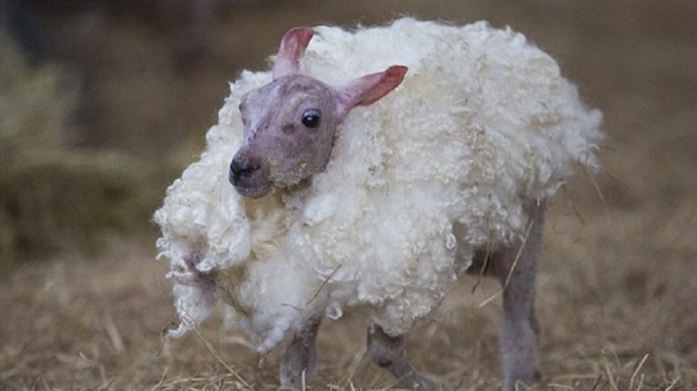 İngiltere yünsüz doğan kuzuyu konuşuyor