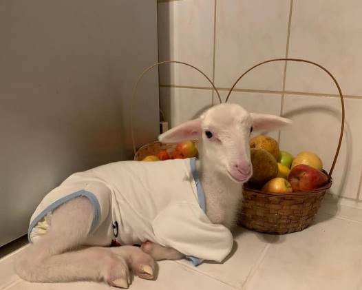 Altını bezlediği kuzusuyla alışverişe de gidiyor, sahile de