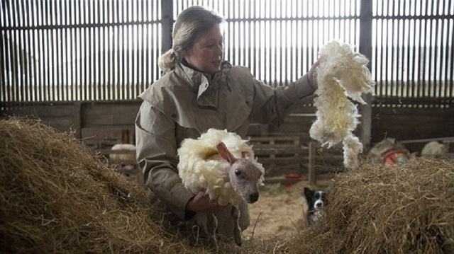 İngiltere yünsüz doğan kuzuyu konuşuyor