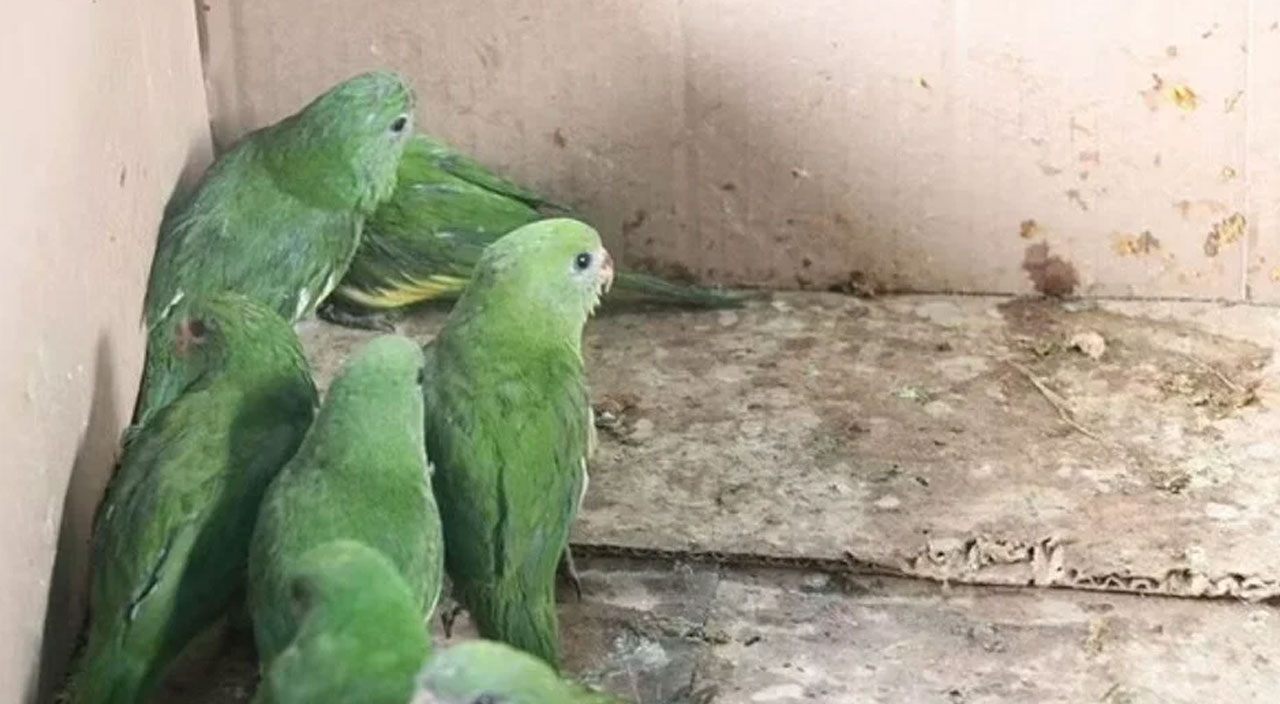 200 yasaklı türü yiyorlar! Amazon'da yeni pandemiye davet