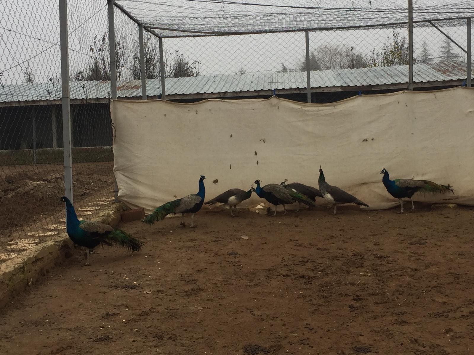 Bu kuşların çifti 5 bin liraya kadar satılıyor