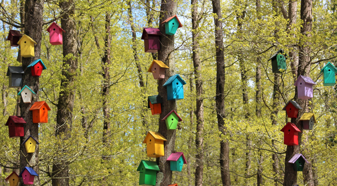 Bu parktaki kuşların yaşamları internet üzerinden gözlem altında